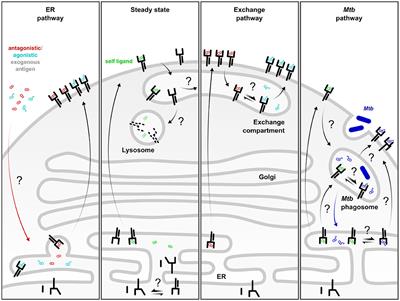 Covering All the Bases: Complementary MR1 Antigen Presentation Pathways Sample Diverse Antigens and Intracellular Compartments